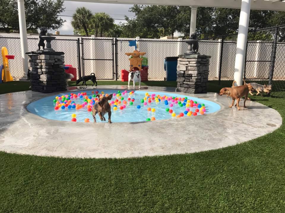 Arfington Pet Resort in Tamarac, FL
