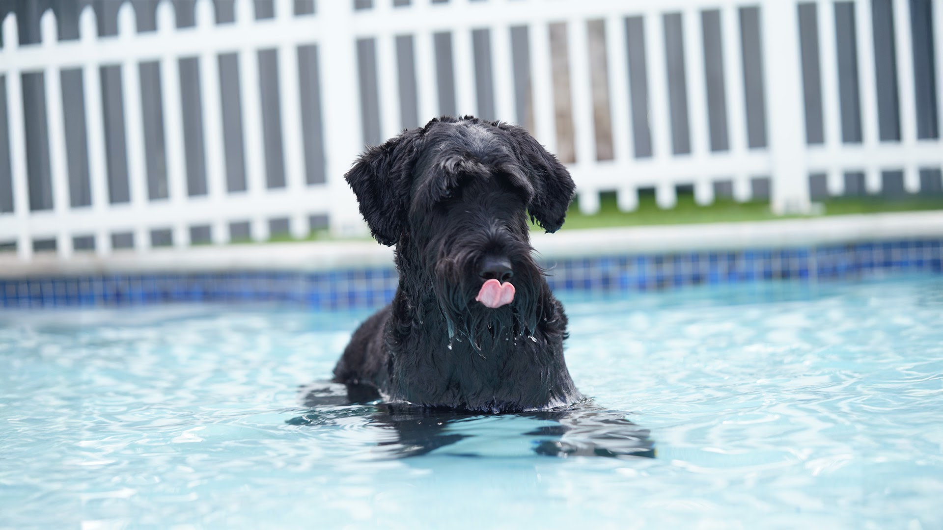 Social Pawz in Fort Lauderdale, FL